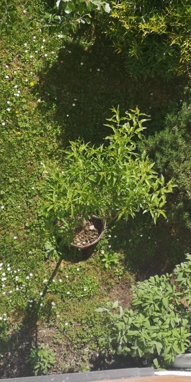 Il Mandorlo di Andrea